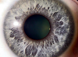 Example iris capture