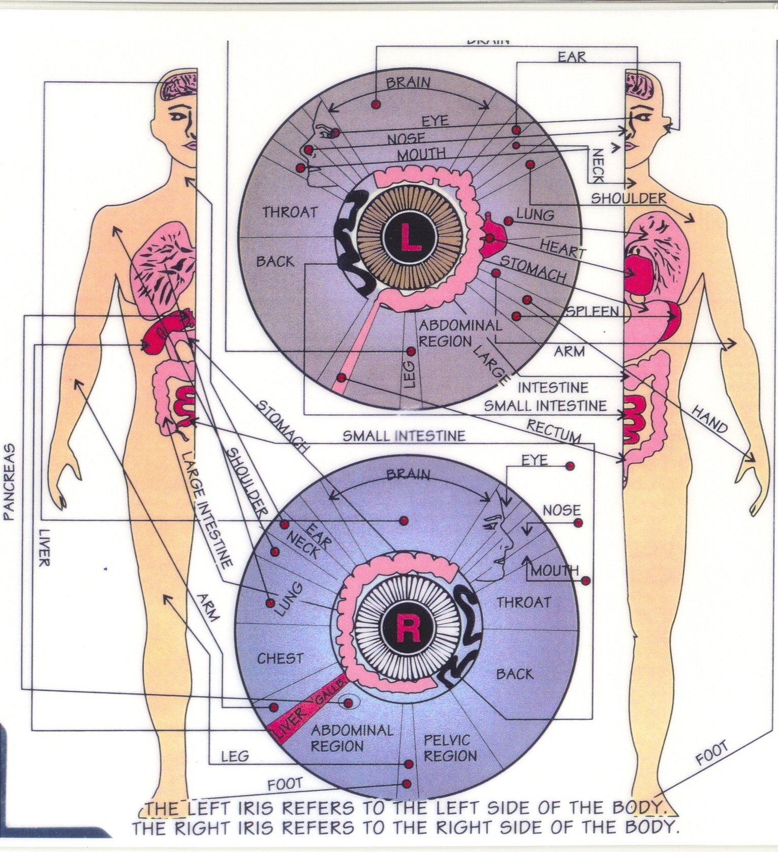 MAIKONG iridology chart sample