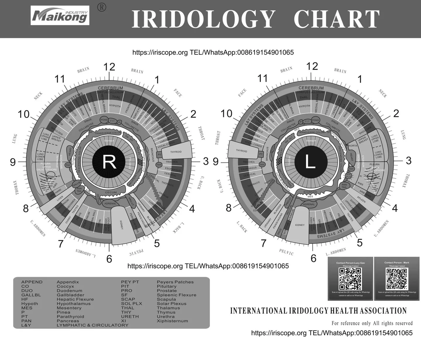 A4 Iridology Chart Transparency: what UK importers need to know before you buy — MAIKONG iridologia mapa (13).jpg