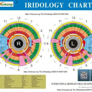 A4 Iridology Chart Transparency: what UK importers need to know before you buy — MAIKONG iridologia mapa (23).jpg