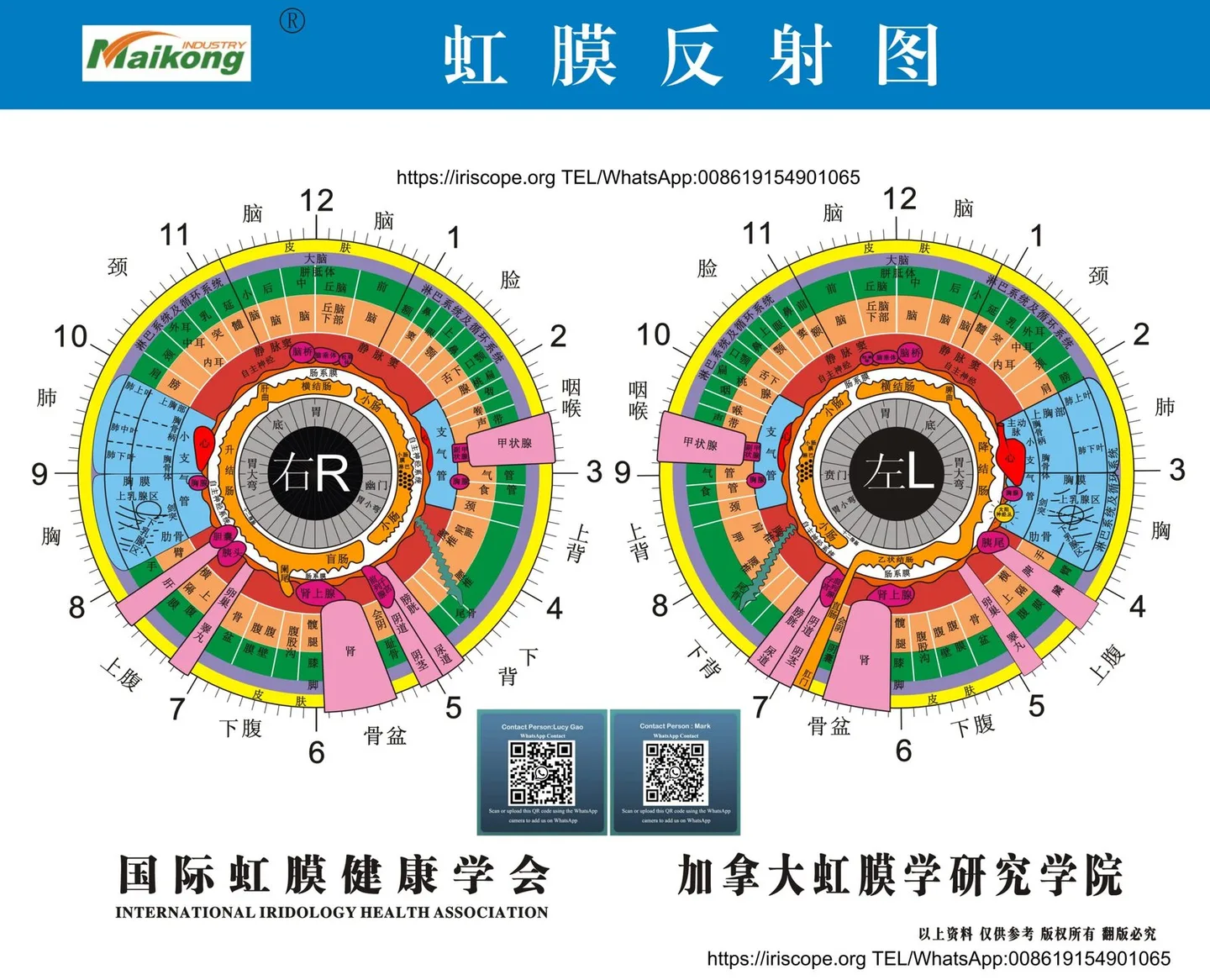 Iriscope iridology camera MK-12 — MAIKONG iridologia mapa (22).jpg