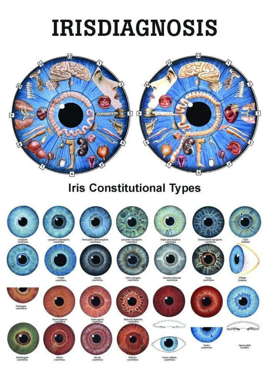 Where UK wellness exhibition suppliers can source iridology charts — Iridology chart.jpg
