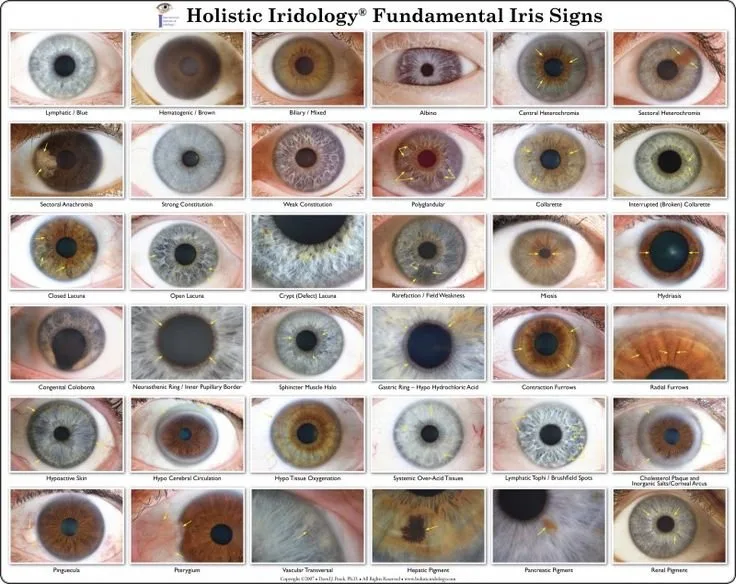 Where UK wellness exhibition suppliers can source iridology charts — eye-color-charts-iris-eye.jpg