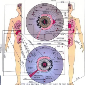 Where UK wellness exhibition suppliers can source iridology charts — MAIKONG Iridology CHART (14).jpg
