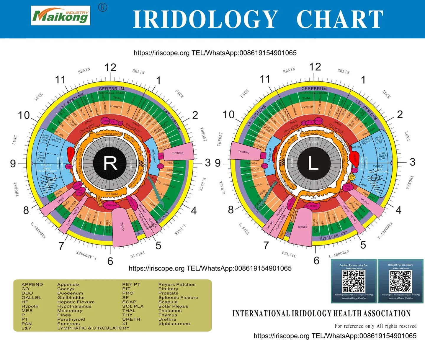 IrisLab: Leading‑Edge Iridology Cameras & Equipment — a practical guide for UK online wellness sellers — MAIKONG iridologia mapa (23).jpg