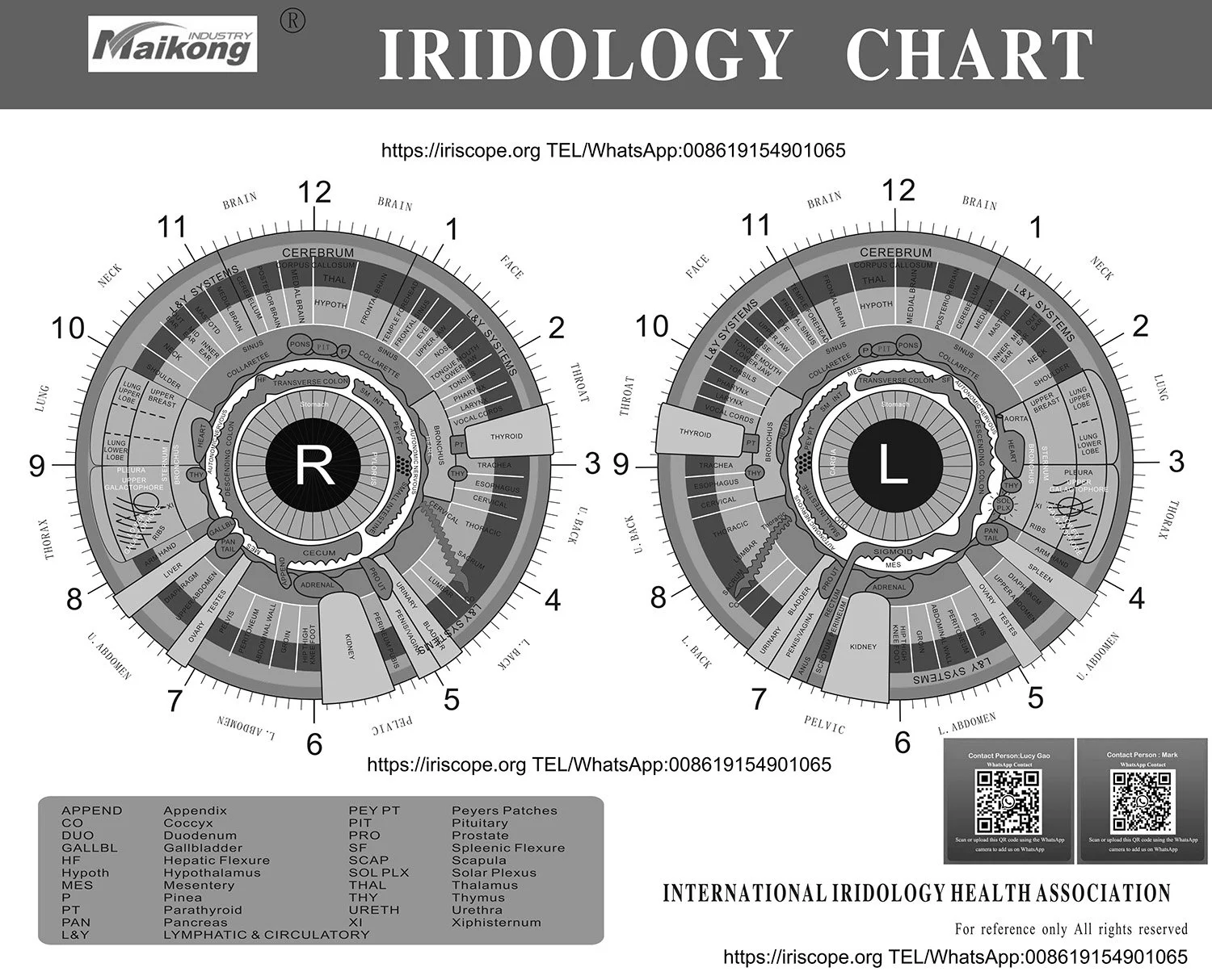 What reflexologists should know when searching for an iriscope in the UK — MAIKONG iridologia mapa (9).jpg